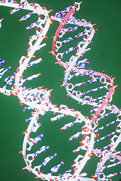 DNA helices