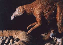 Maiasaurus the 'mother dinosaur'