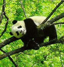 Giant panda