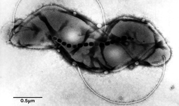 Magnite Producing Bacterium