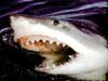 The Science of Shark Attacks