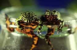 frogs